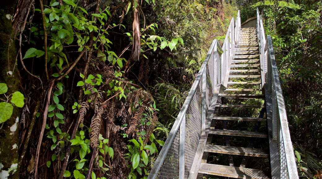 Waitomo Glowworm Caves