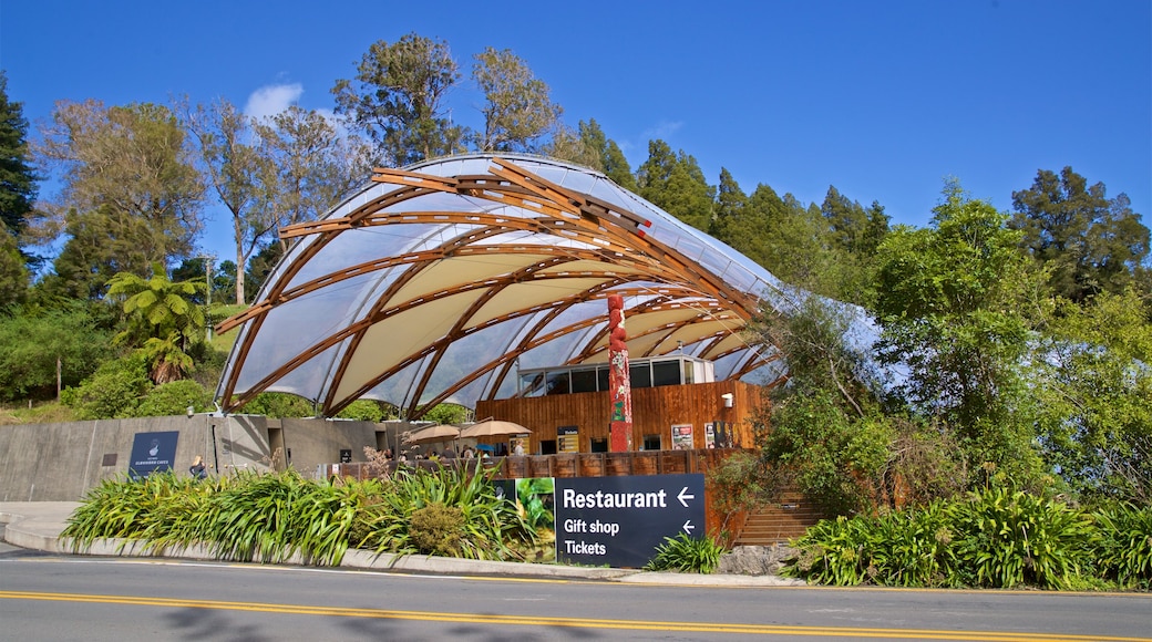Waitomo Glowworm Caves