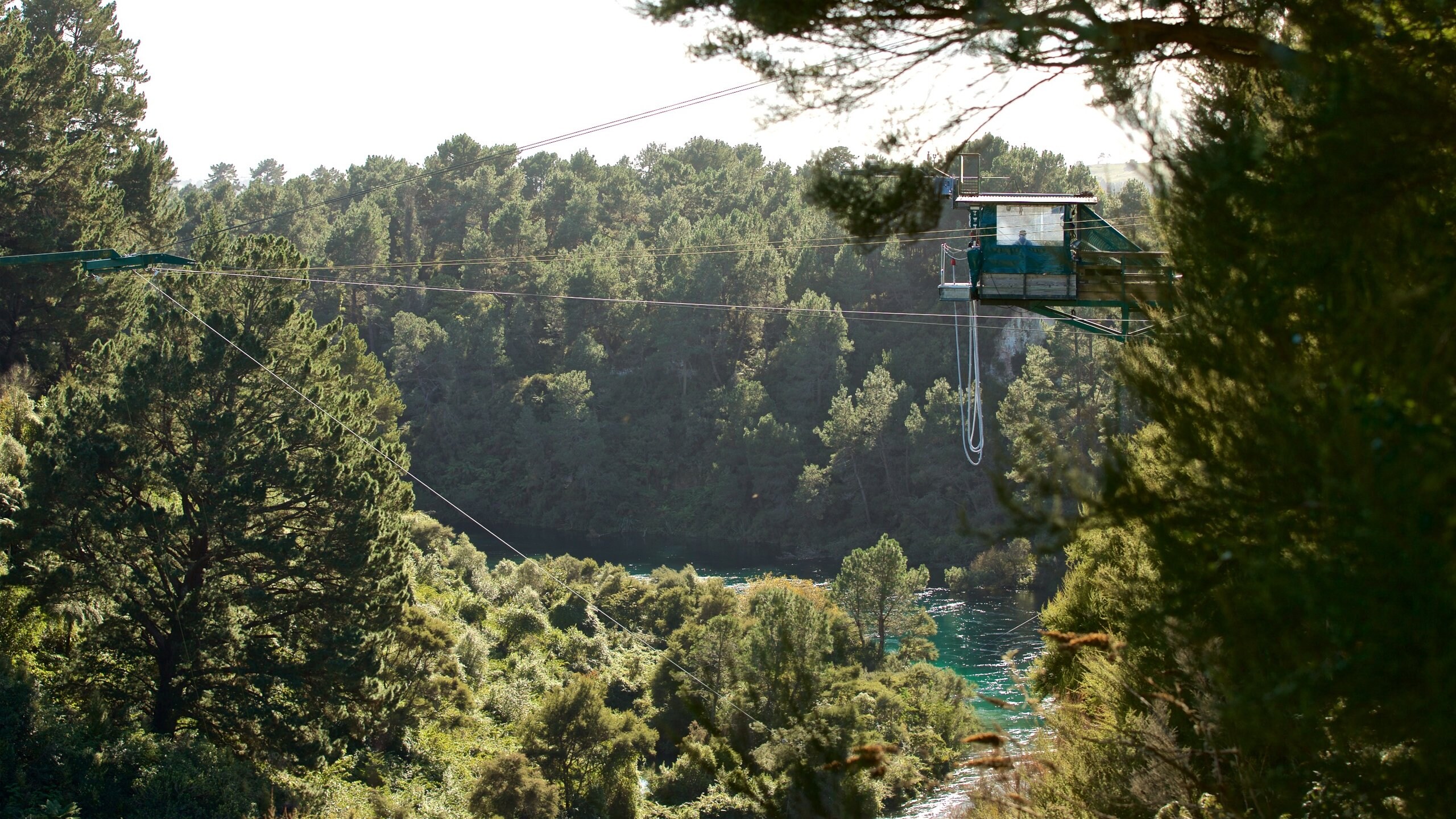 Taupo Bungy featuring zip lining and forest scenes