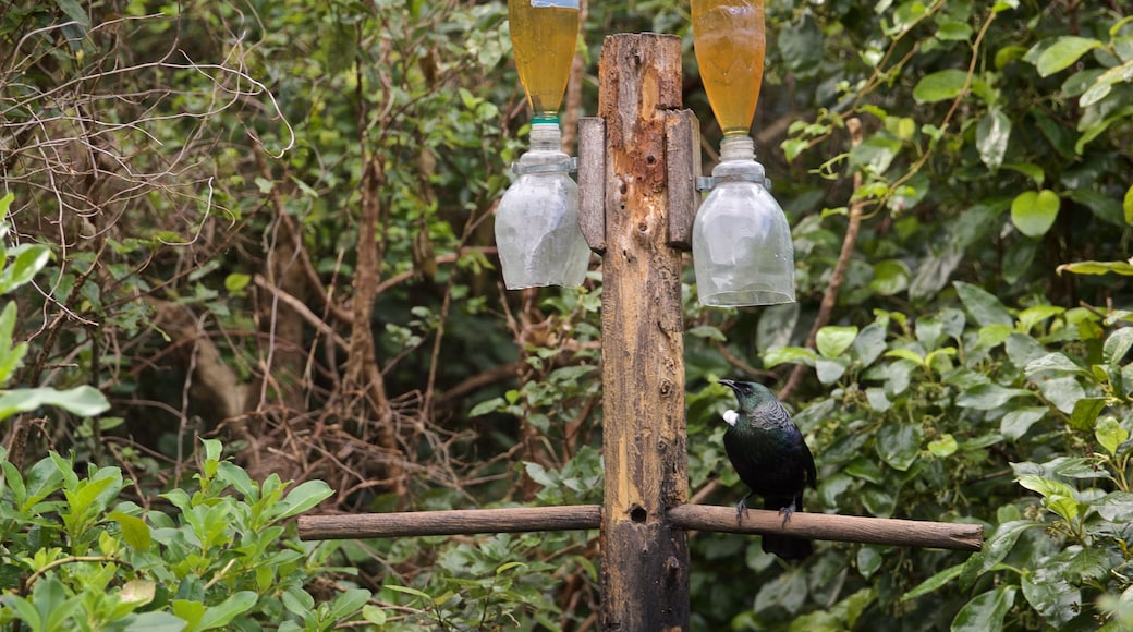 Zealandia which includes forest scenes and bird life