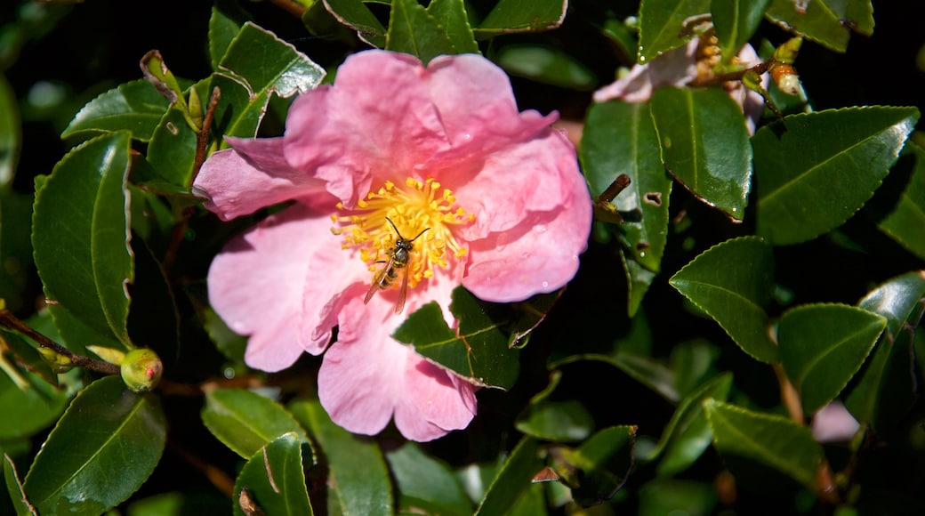 Hamilton Gardens showing wildflowers and animals