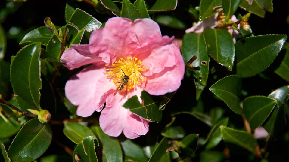 Hamilton Gardens showing wildflowers and animals