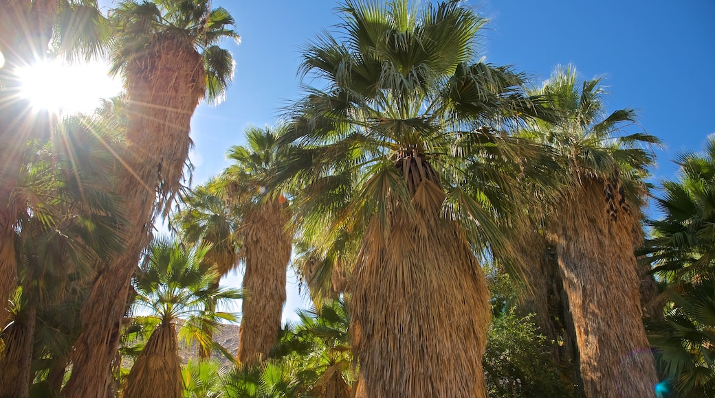 Indian Canyon which includes tropical scenes and a sunset