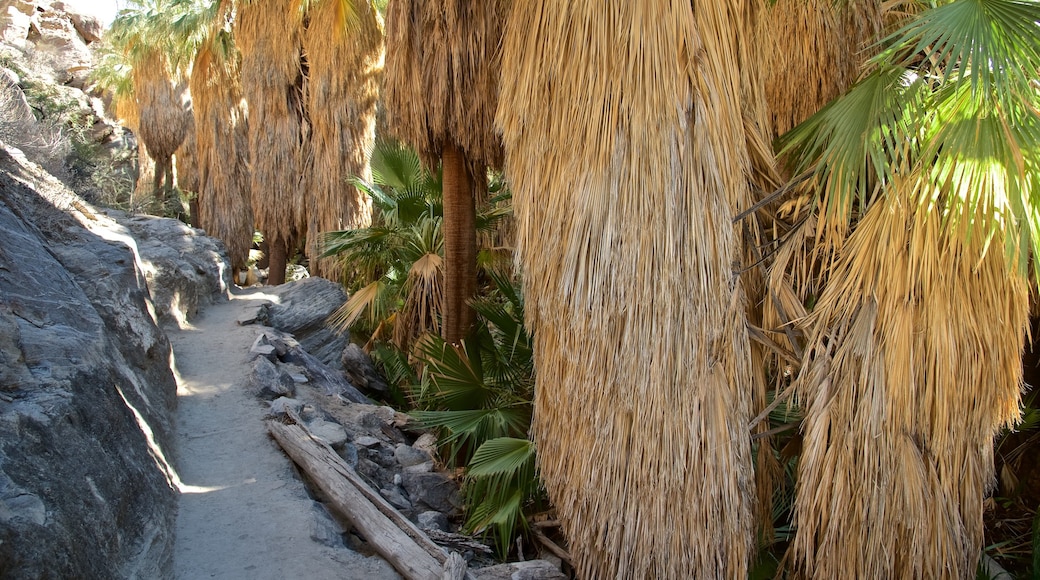 Indian Canyon