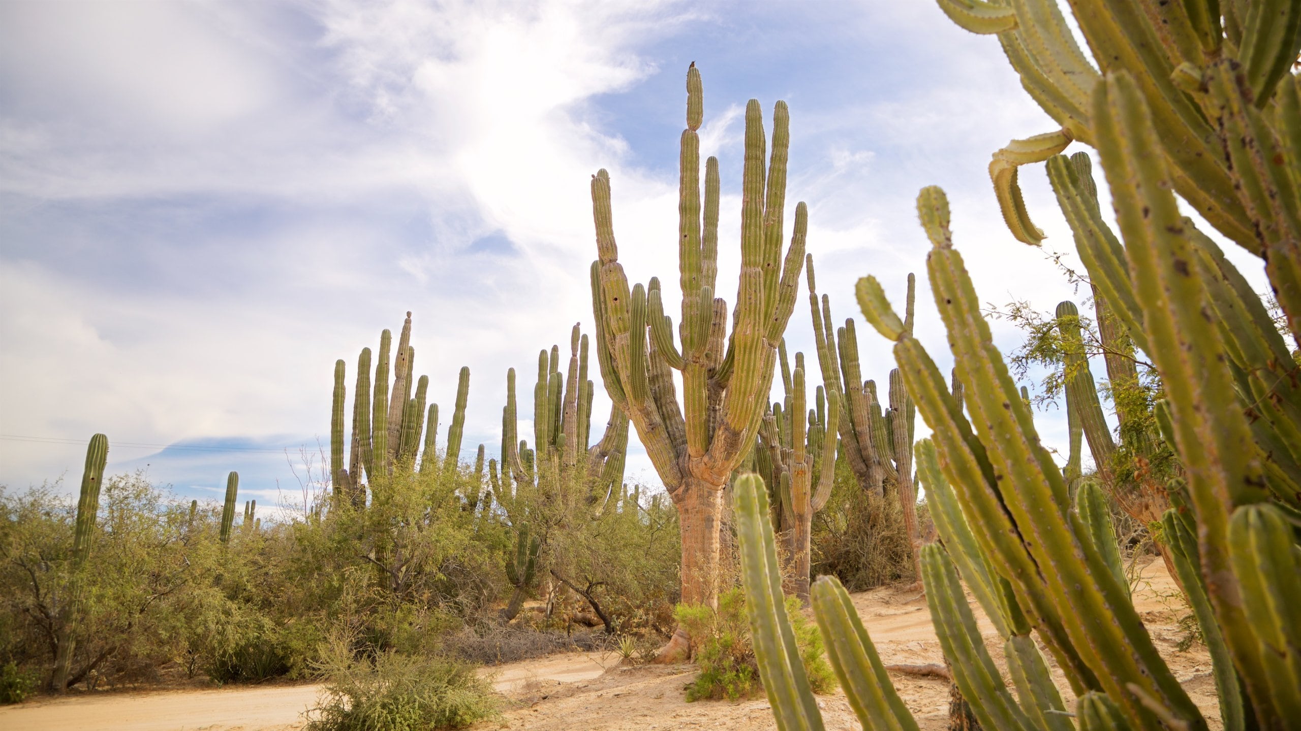 Visitez La Ventana guide touristique 2024 Expedia.fr