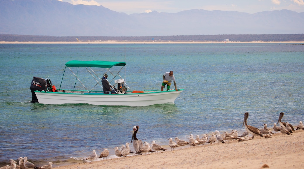 El Sargento featuring boating, a sandy beach and bird life