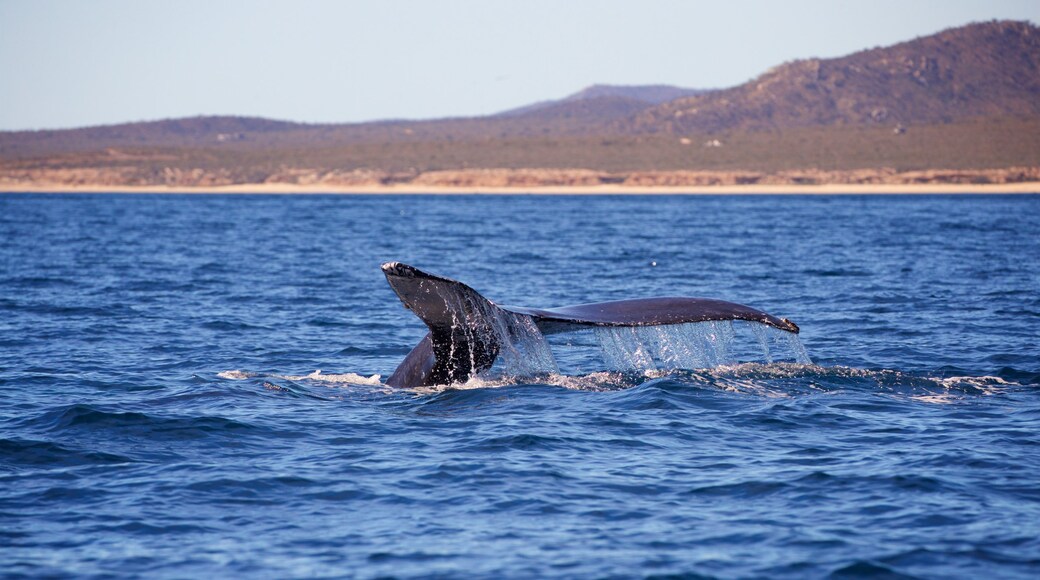 Konservasi Laut Cabo Pulmo