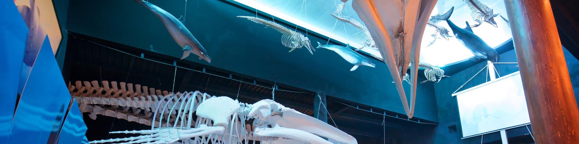 Whale Museum featuring interior views