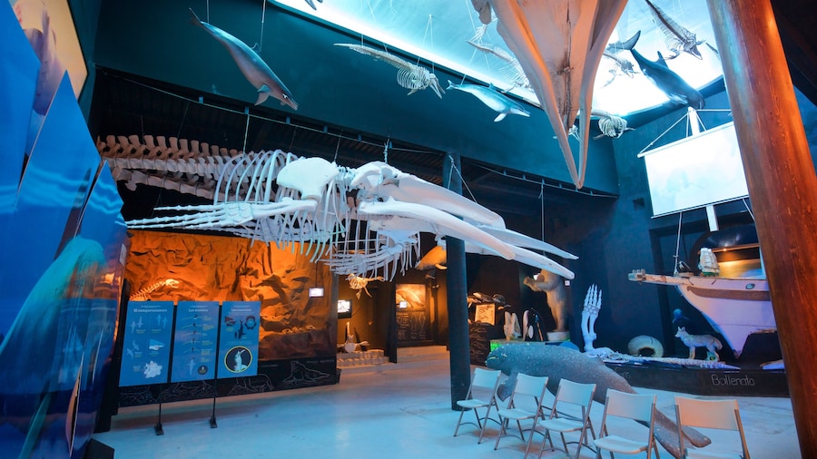 Whale Museum