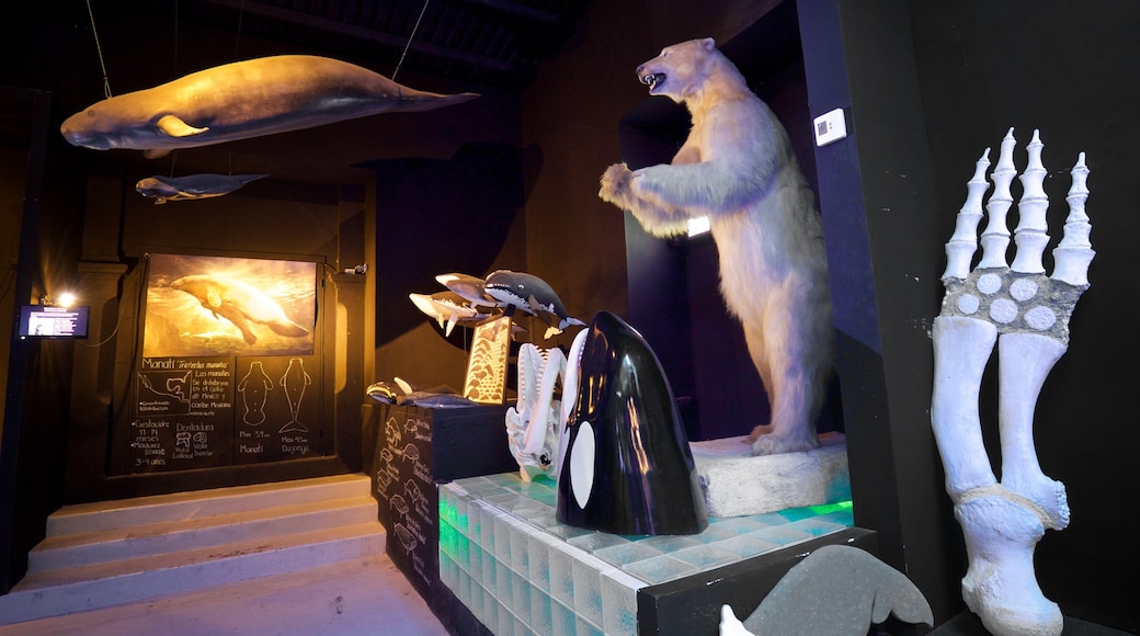 Whale Museum showing interior views