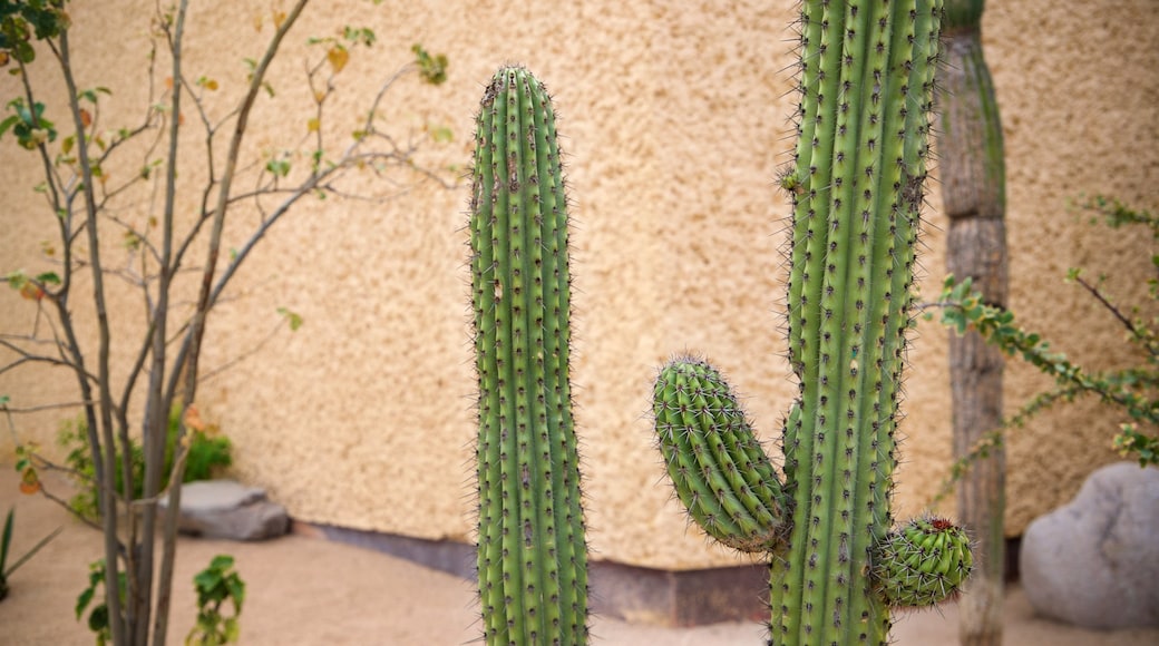 Anthropology and History Museum of Baja California Sur featuring a park