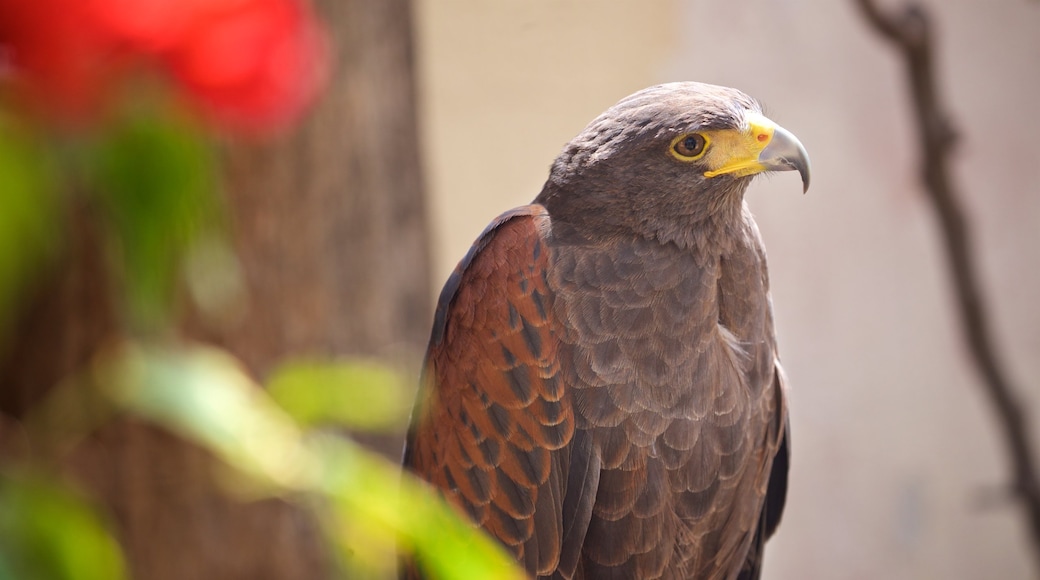 La Paz Serpentarium featuring zoo animals and bird life