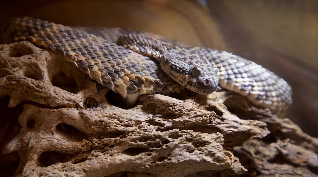 Serpentarium de la Paz