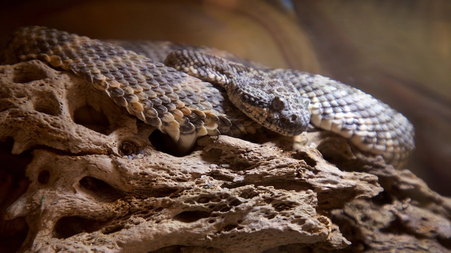 Serpentario de La Paz
