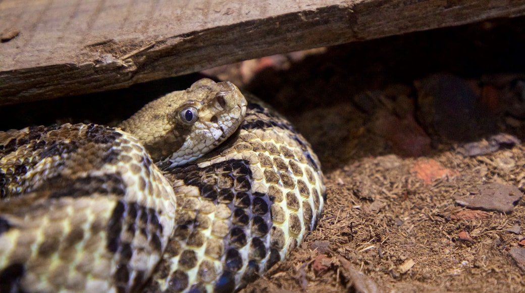 La Paz Serpentarium showing zoo animals and dangerous animals