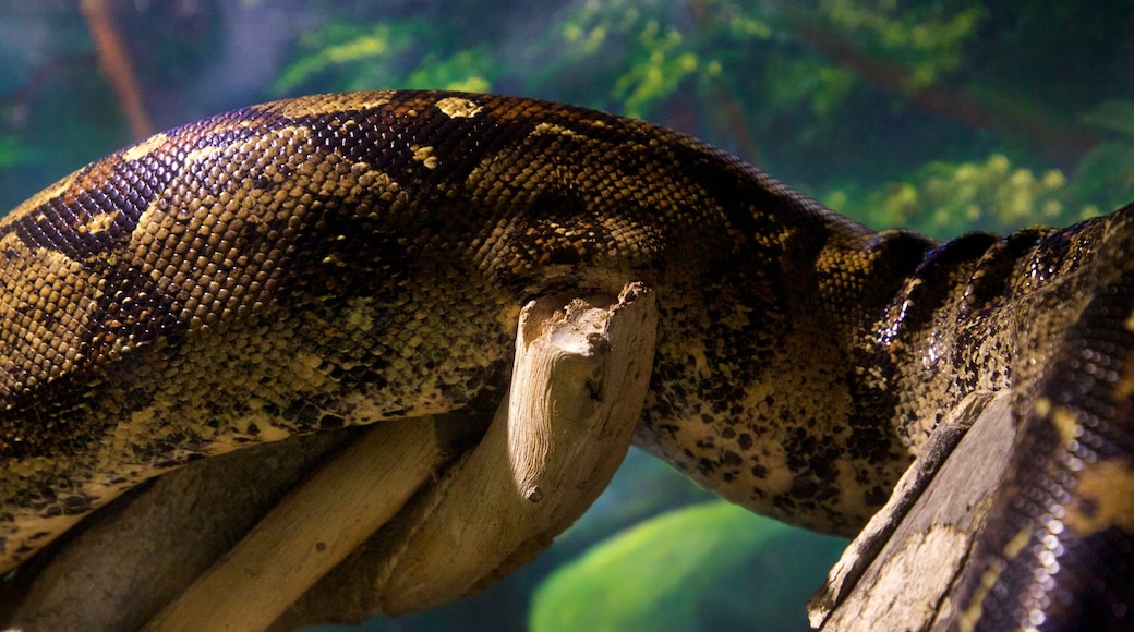 La Paz Serpentarium showing dangerous animals and zoo animals