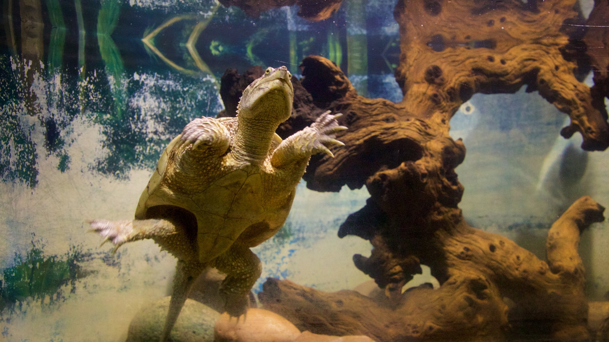 Serpentarium de la Paz, La Paz, Basse-Californie du Sud, Mexique