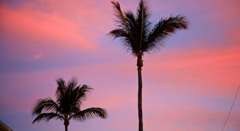 San Jose del Cabo showing tropical scenes and a sunset