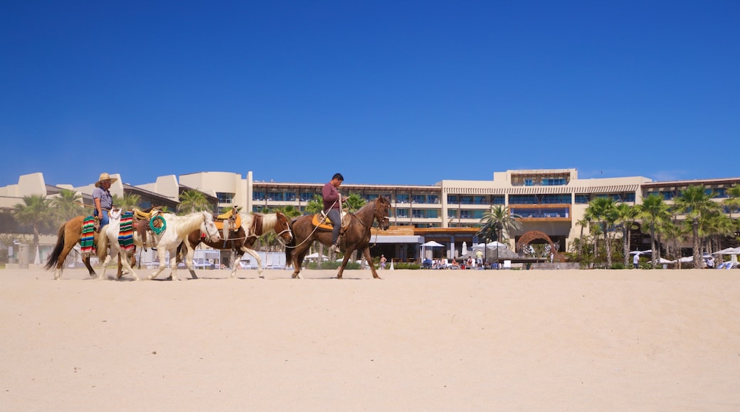 Playa Hotelera showing a beach, horseriding and general coastal views