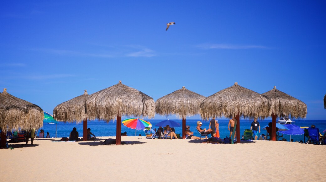 Palmilla Beach showing general coastal views, a sandy beach and tropical scenes