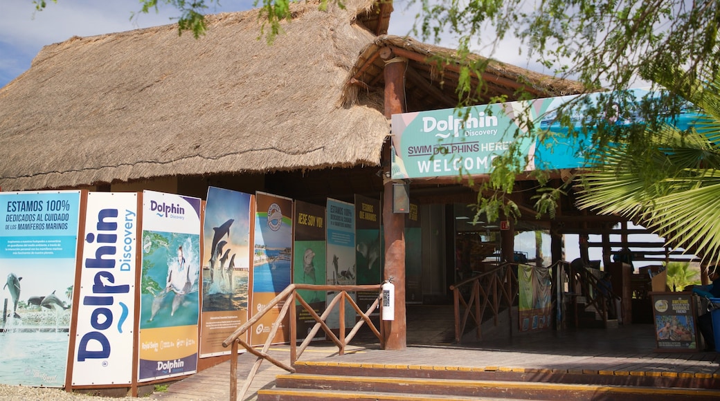 Delfinario Dolphin Discovery Puerto Los Cabos