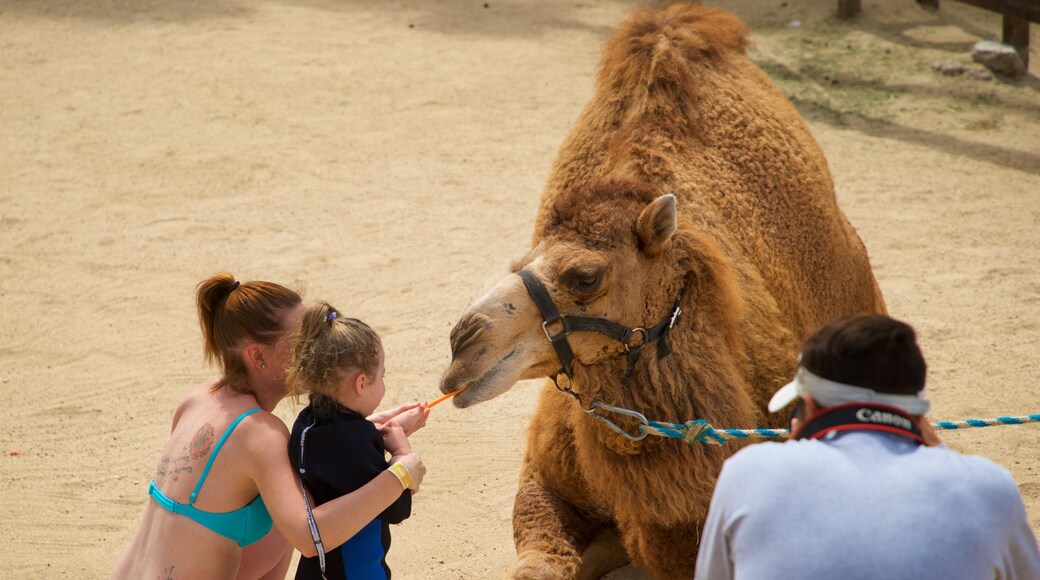 Dolphin Discovery Puerto Los Cabos featuring land animals and zoo animals as well as a family