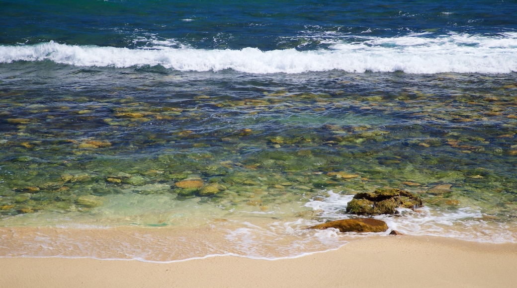 Desert Park Natural Reserve showing a sandy beach and general coastal views