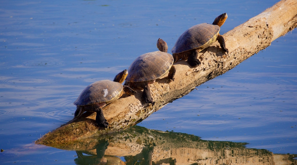 San Jose's Estuary and Bird Sanctuary