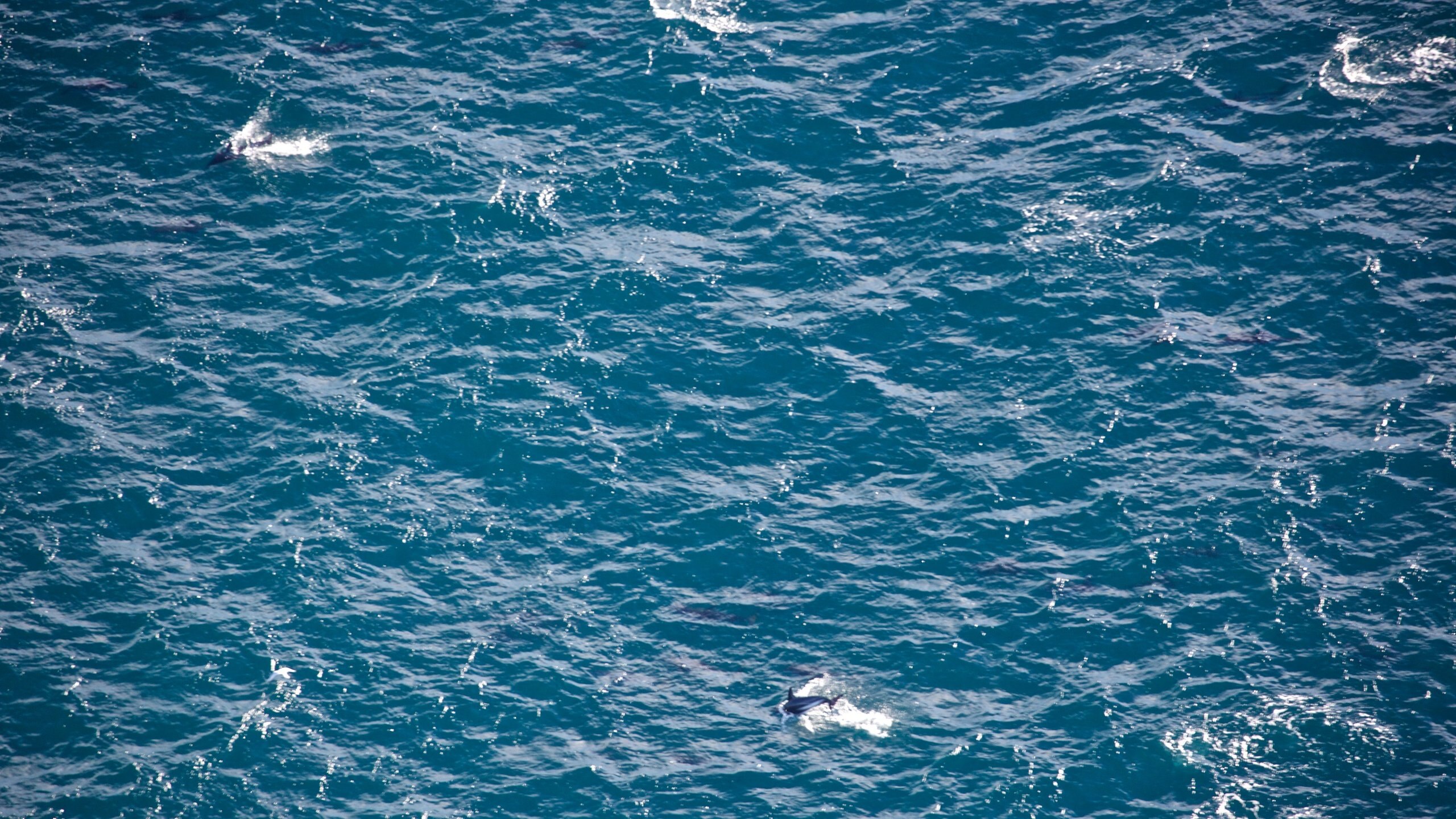 Kaikoura featuring general coastal views