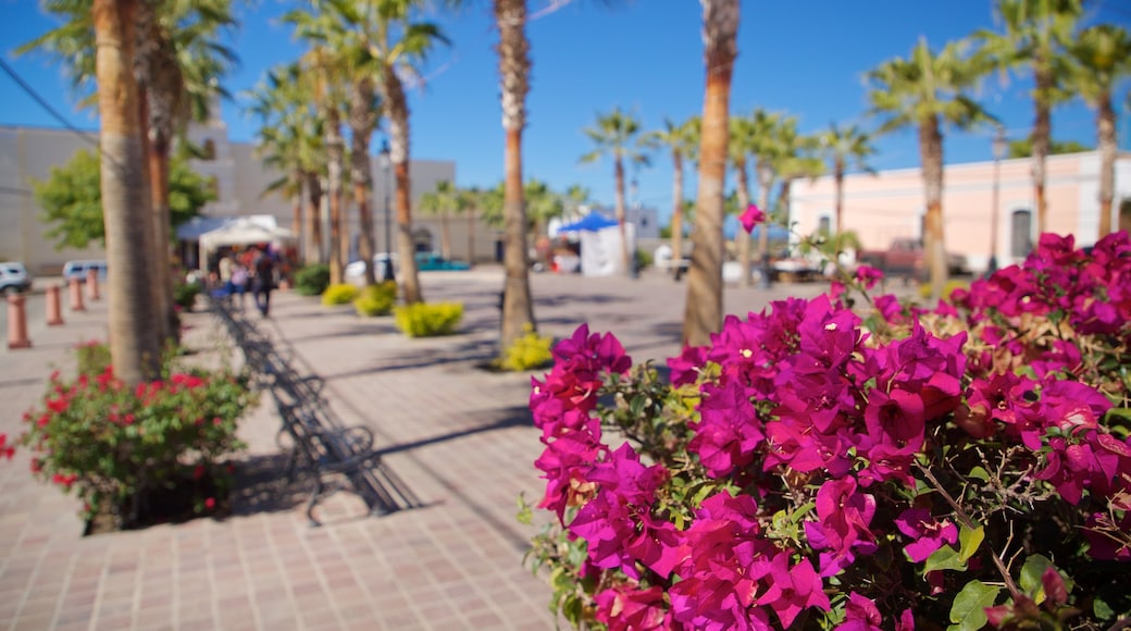 Plaza de Todos Santos