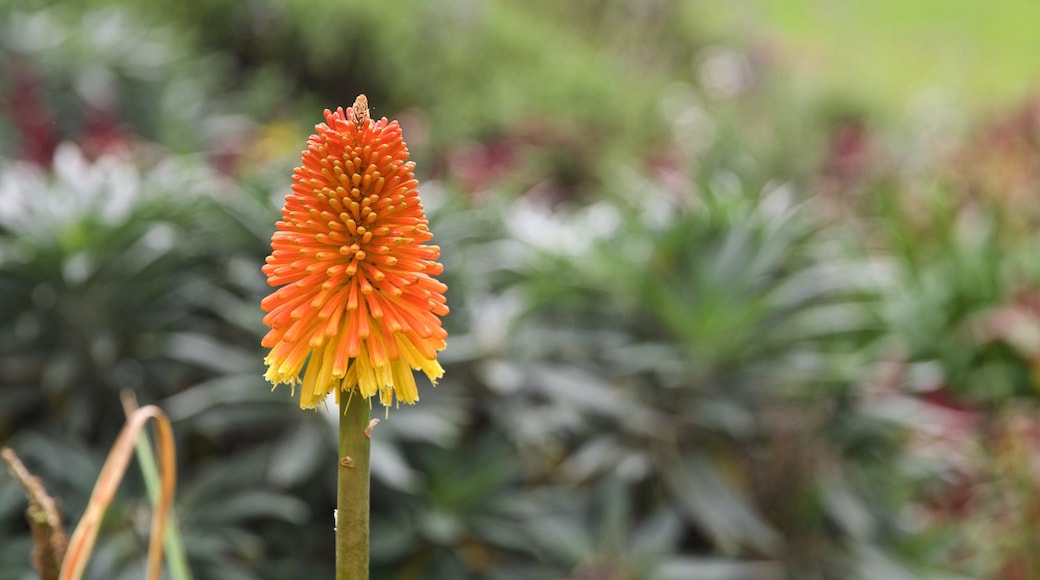 Veale Gardens featuring wildflowers