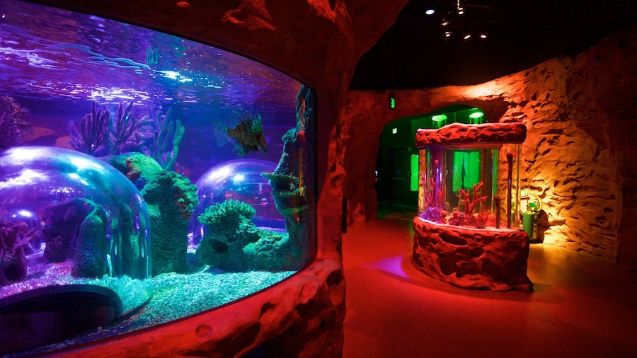Aquarium SEA LIFE Orlando