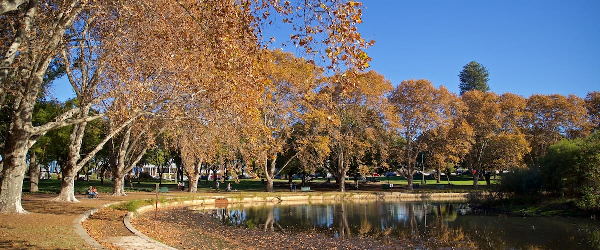 Hyde Park which includes a park, a pond and autumn leaves