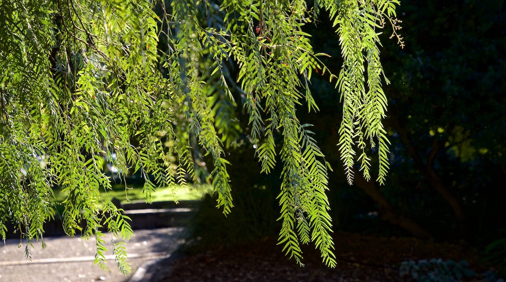 Albert Park