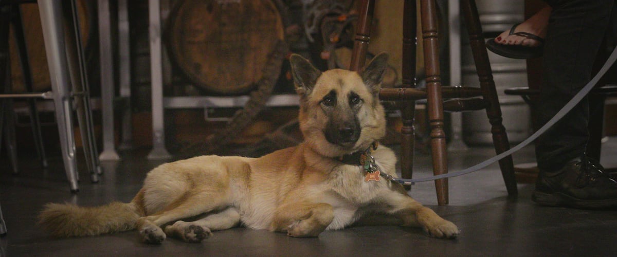 Bacchus Brewing Co.