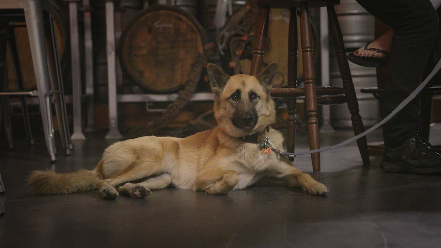 Bacchus Brewing Co.