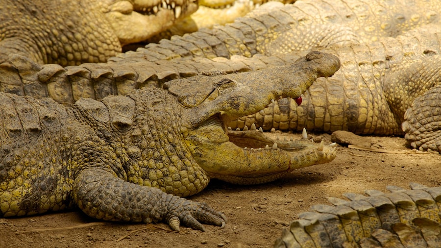 Zoológico Crococun