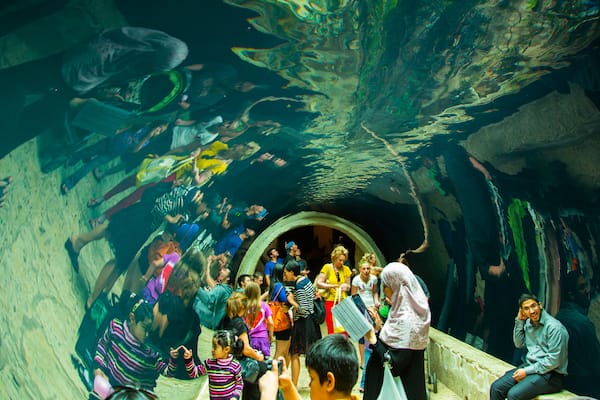 Dallas World Aquarium montrant vie marine et vues intérieures aussi bien que important groupe de personnes
