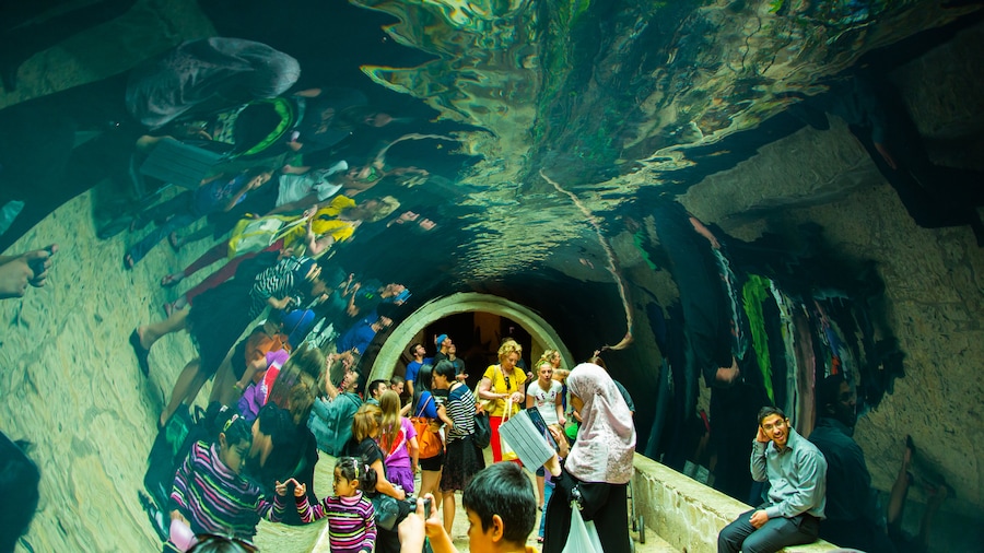 Dallas World Aquarium which includes marine life and interior views as well as a large group of people