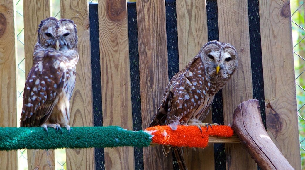 Daniel Stowe Botanical Garden showing bird life and interior views