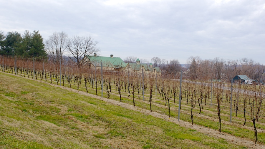 Boordy Vineyards que incluye vista panorámica y granja