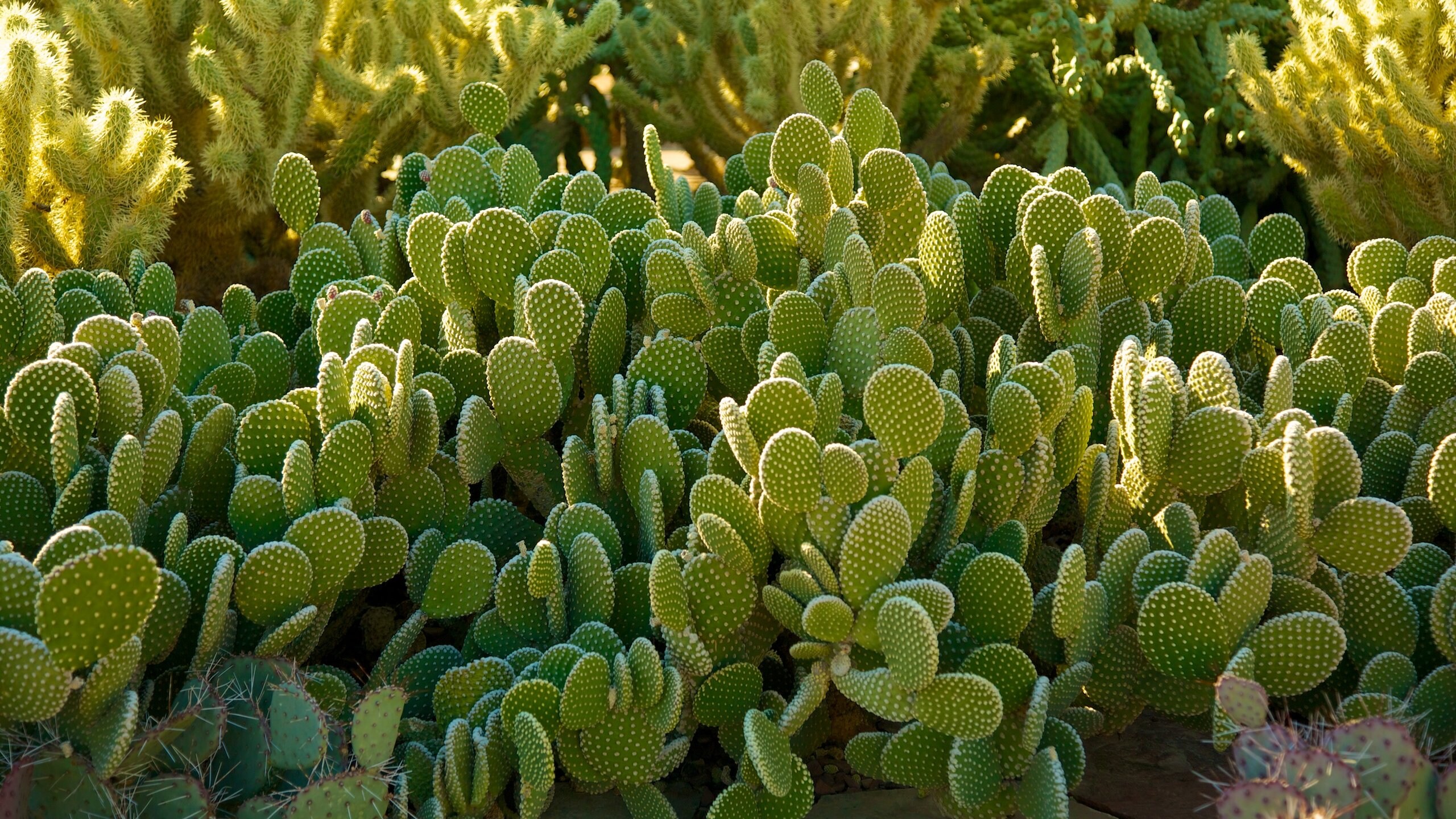 砂漠植物園 キャメルバック イースト エクスペディア