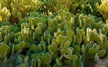 Visit Desert Botanical Garden in Camelback East | Expedia