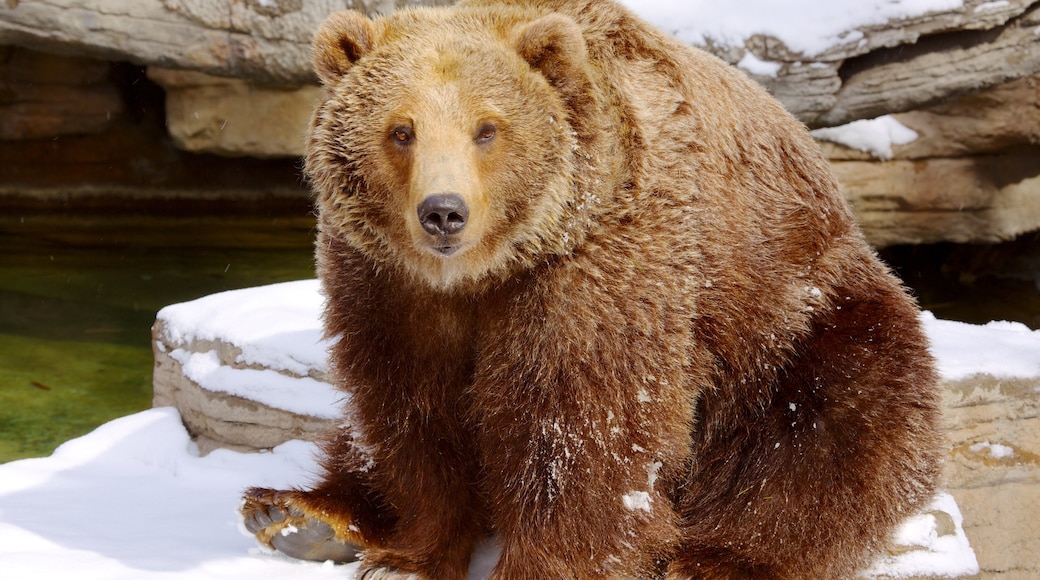 Denver Zoo som inkluderar farliga djur och snö