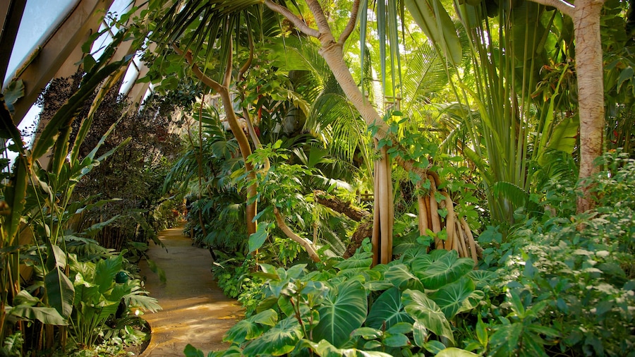 Lush greenery and tropical plants at the Denver Botanic Gardens in Colorado.