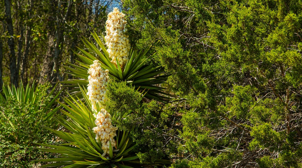 Friedrich Wilderness Park showing wildflowers, a garden and flowers