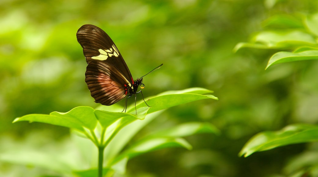 Butterfly Pavilion presenterar djur