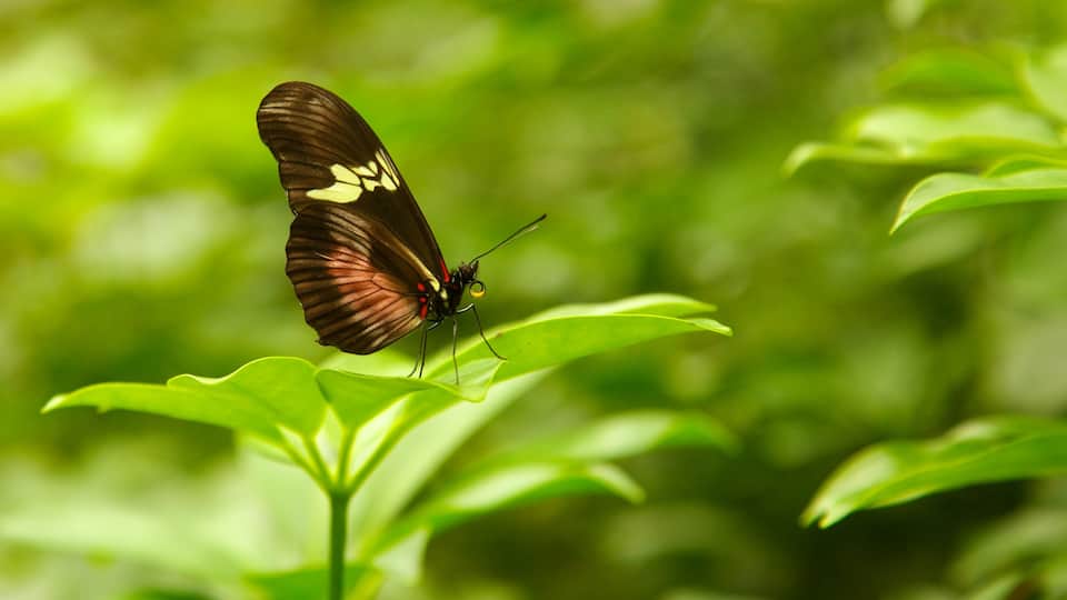 Butterfly Pavilion showing animals
