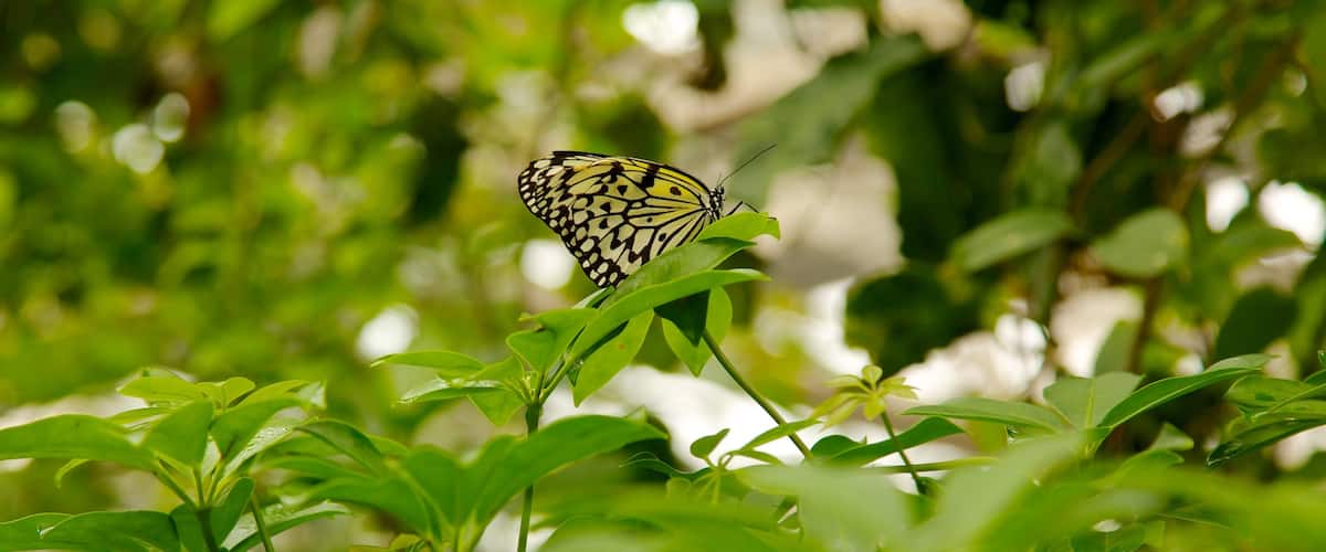 Butterfly Pavilion inclusief schattige dieren