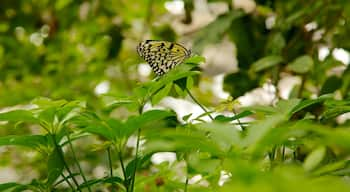 Pabellón de Mariposas que incluye animales domésticos